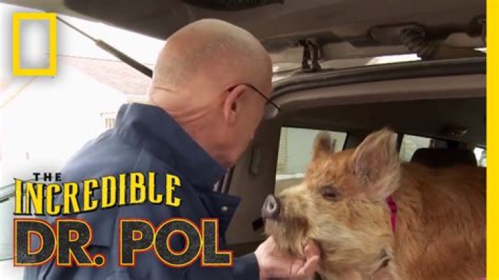Is Dr. Pol Still Practicing? The Journey Of A Beloved Veterinarian